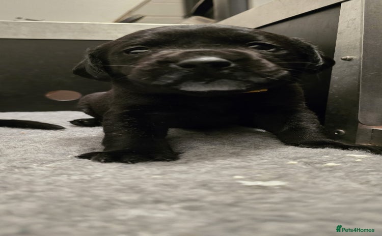 Labrador Retriever dogs - Advert 9