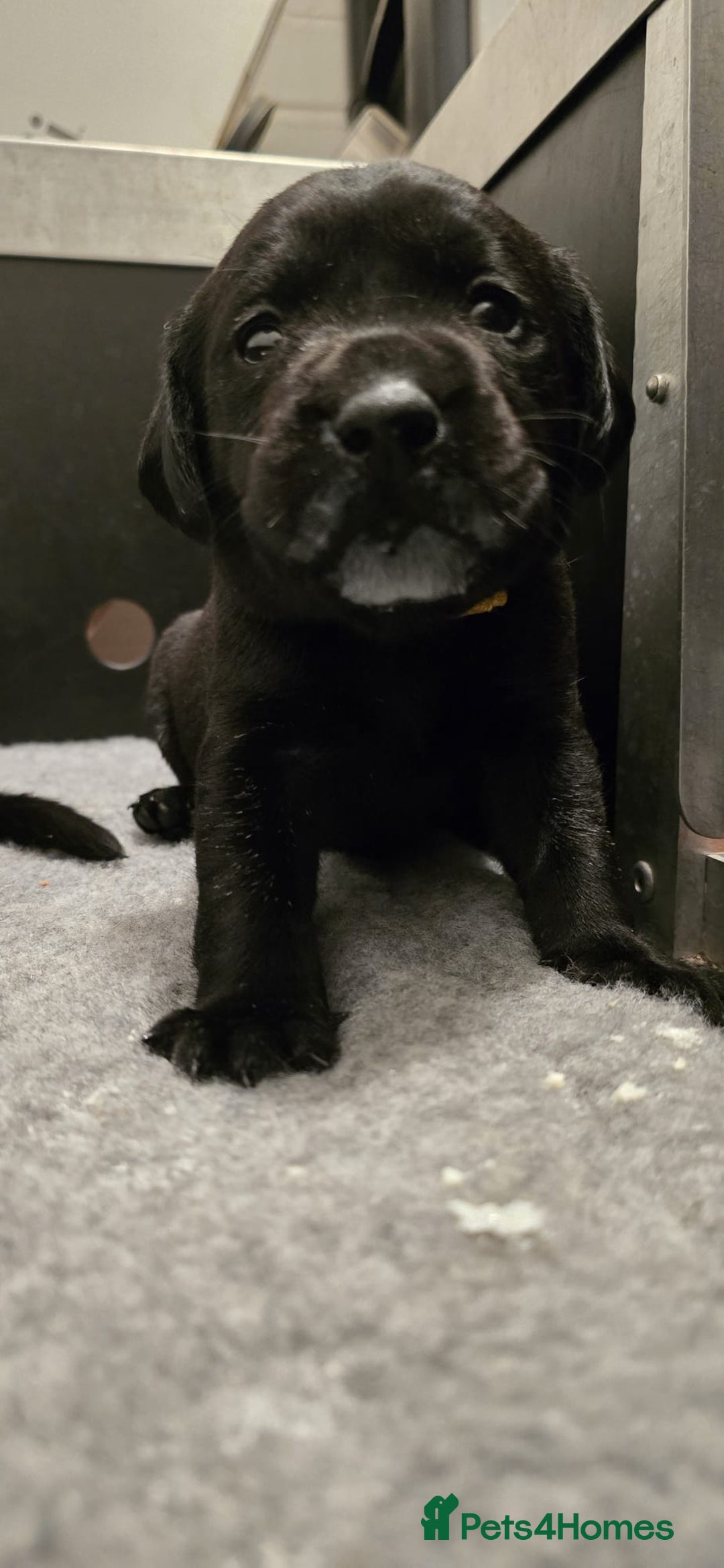 Labrador Retriever dogs for sale: Beautiful boys - Image 1
