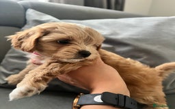Maltipoo dogs for sale: Beautiful Tiny Maltipoo 3 girls 1 boy  - Image 15