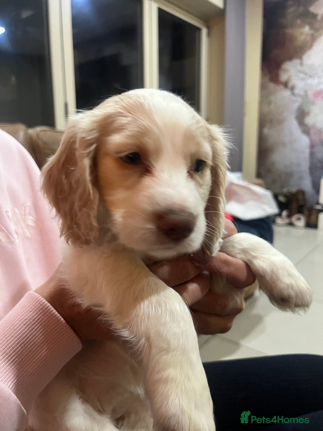 Cocker Spaniel dogs for sale: Stunning working Cocker - Advert 3