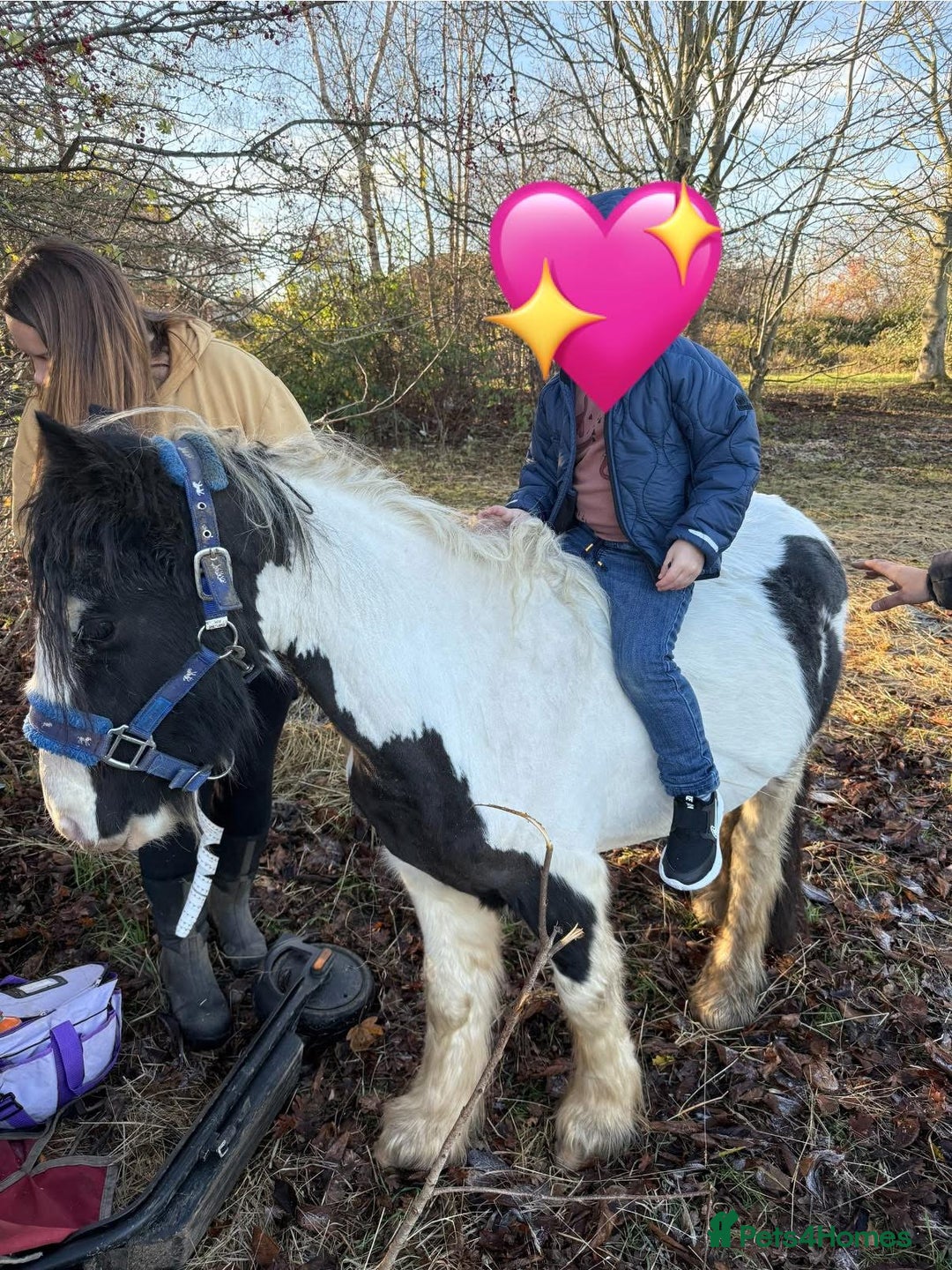 Irish Cob horses for sale: Sandy 11.2/3hh Rising 4 years old - Advert 3