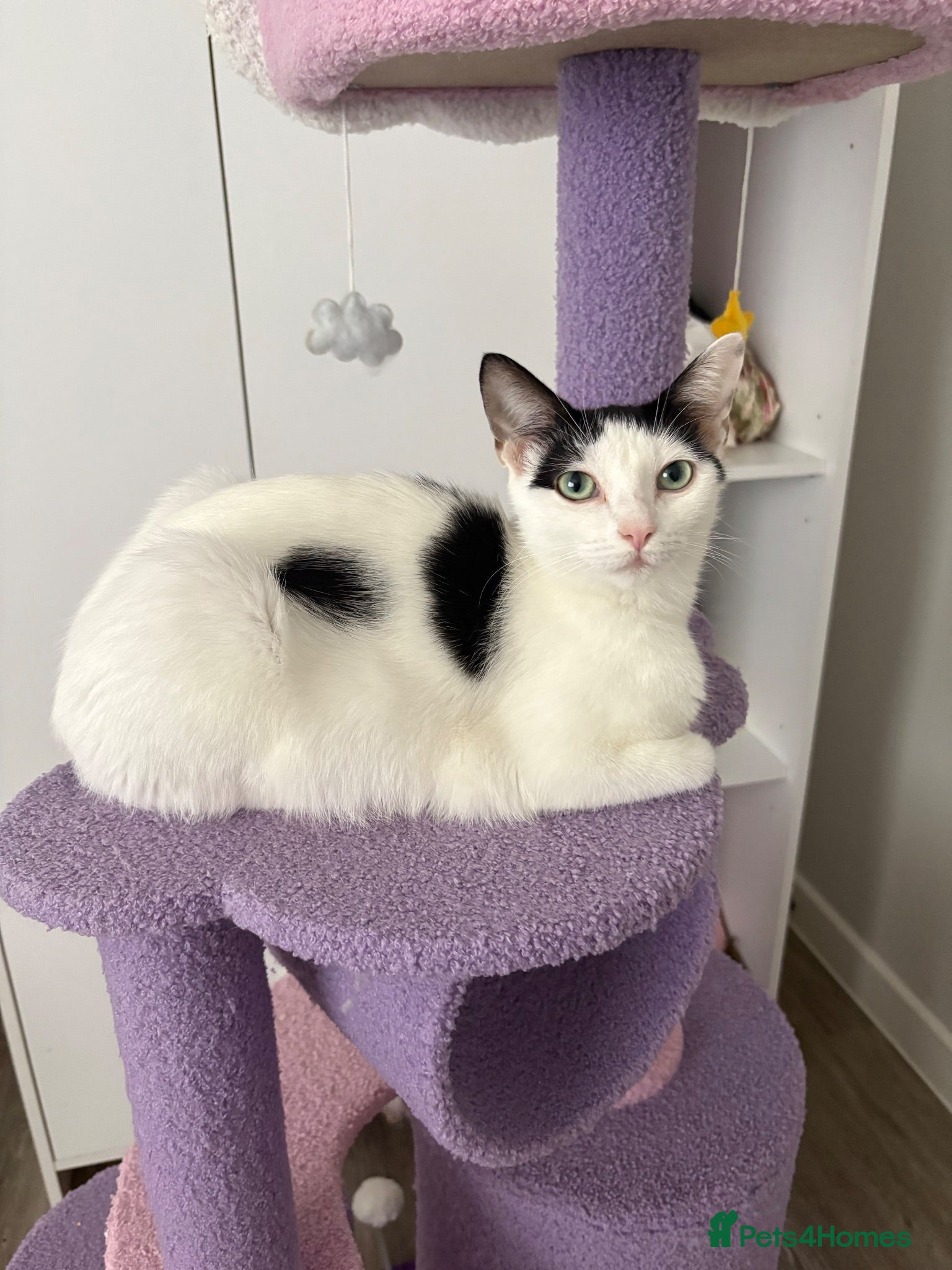 Domestic Shorthair cats Mabel and her mini son - ready now - Advert 4