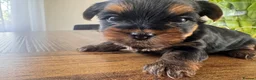 Yorkshire Terrier dogs for sale: yorksire terrier boys - Advert 14