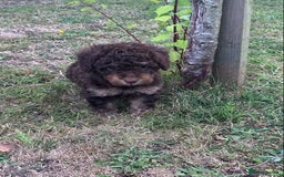 Cockapoo dogs for sale: Stunning F1B Cockapoo puppies  - Image 14