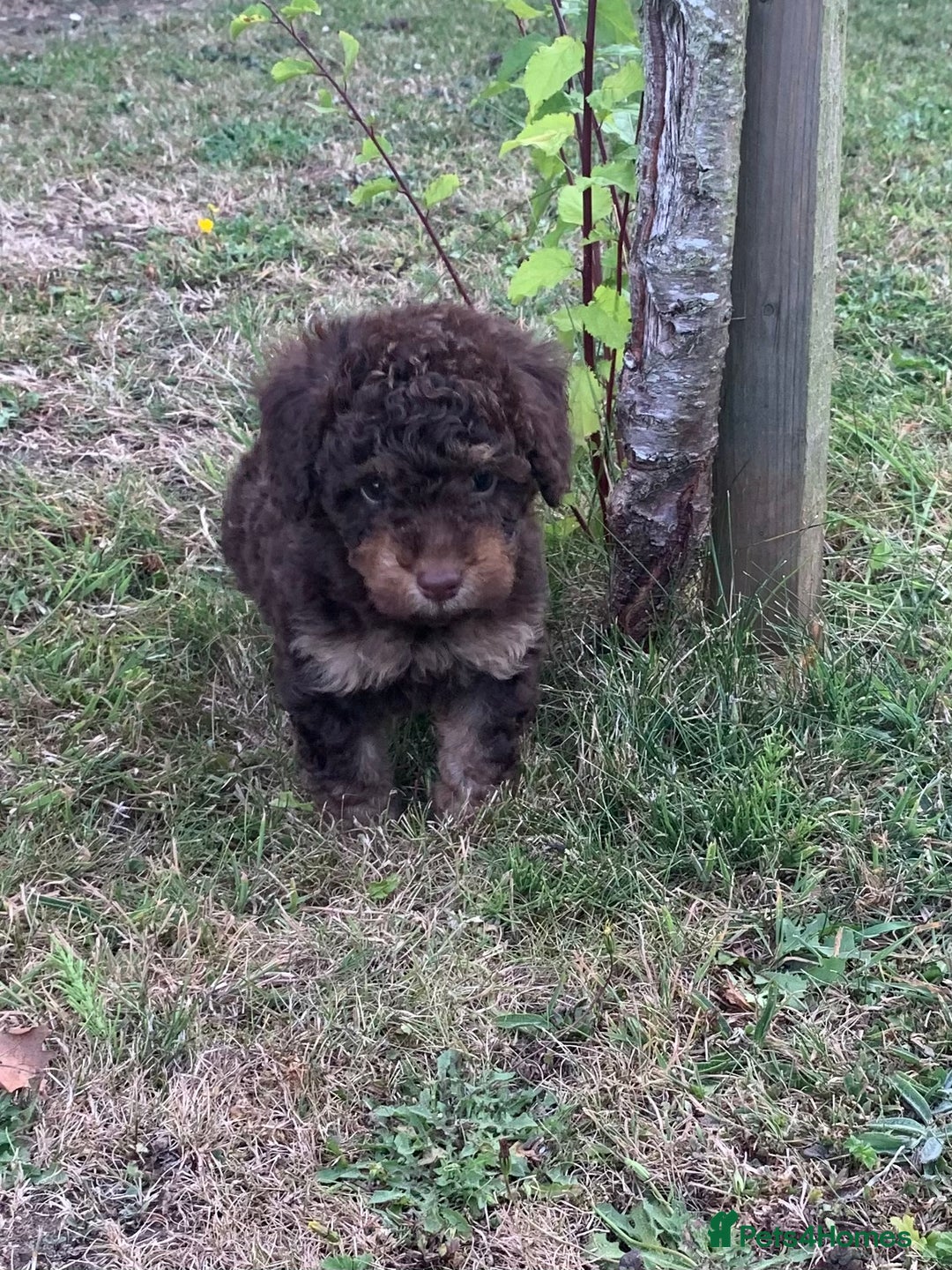 Cockapoo dogs for sale: Stunning F1B Cockapoo puppies  - Image 14