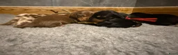 Miniature Dachshund dogs for sale: Beautiful KC Registered Miniature Dachshunds - Advert 6