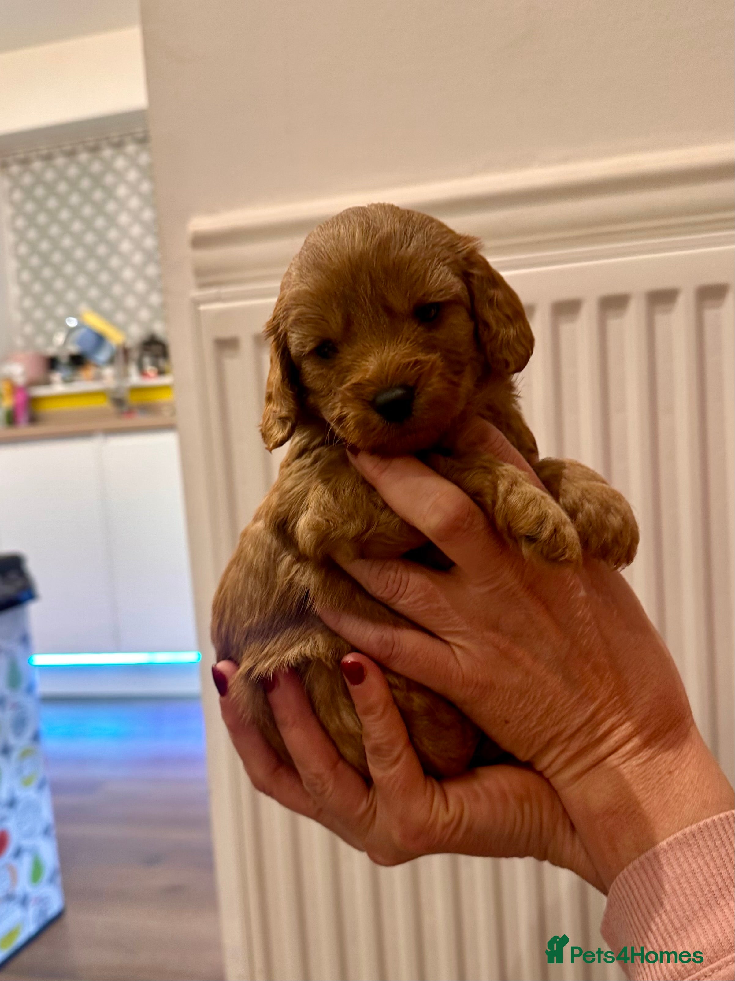 Cavapoo dogs Toy Cavapoo Puppies  - Advert 6