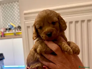 Cavapoo dogs Toy Cavapoo Puppies - Advert 6