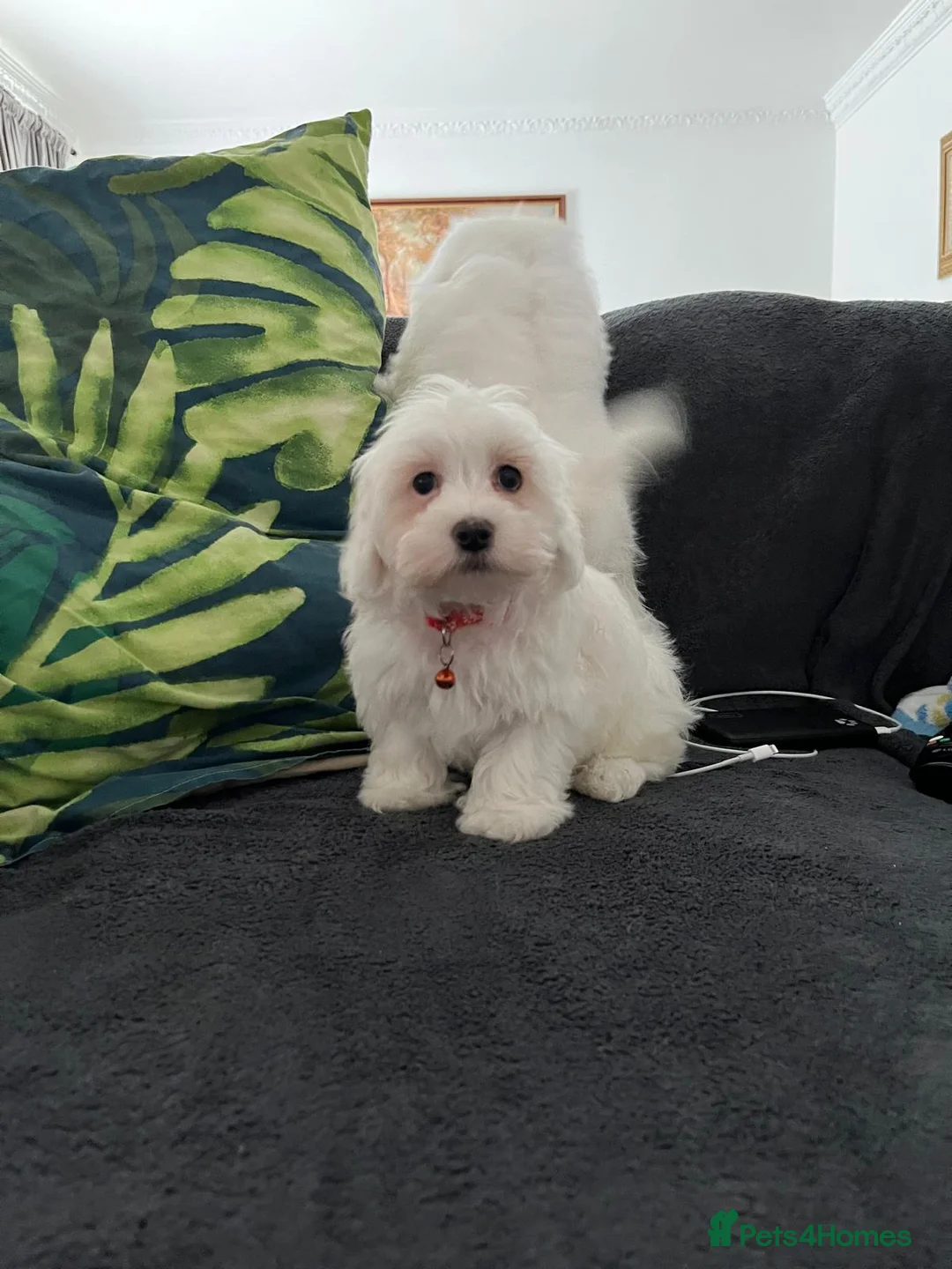 Maltese dogs for sale: Gorgeous Maltese puppies  - Advert 2