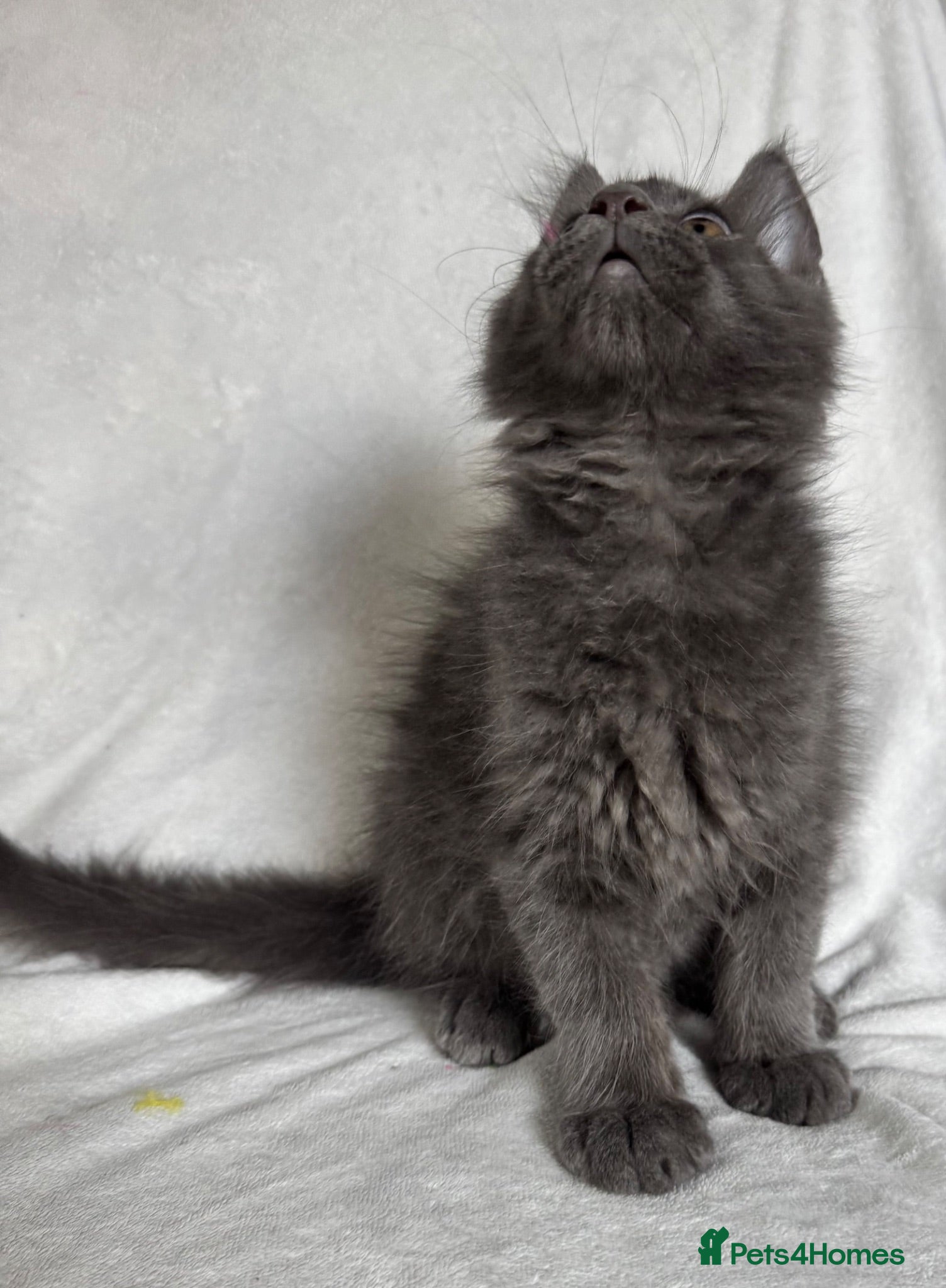 Maine Coon cats Stunning TICA Maine Coon Kittens active possible  - Advert 2