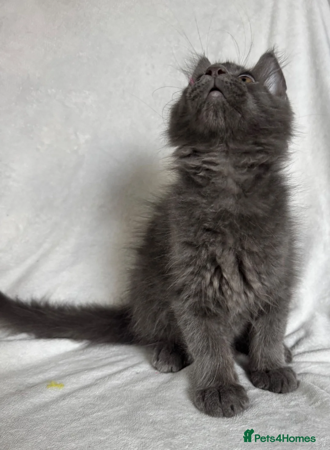 Maine Coon cats for sale: Reduced! TICA Maine Coon Kittens active possible  - Advert 2