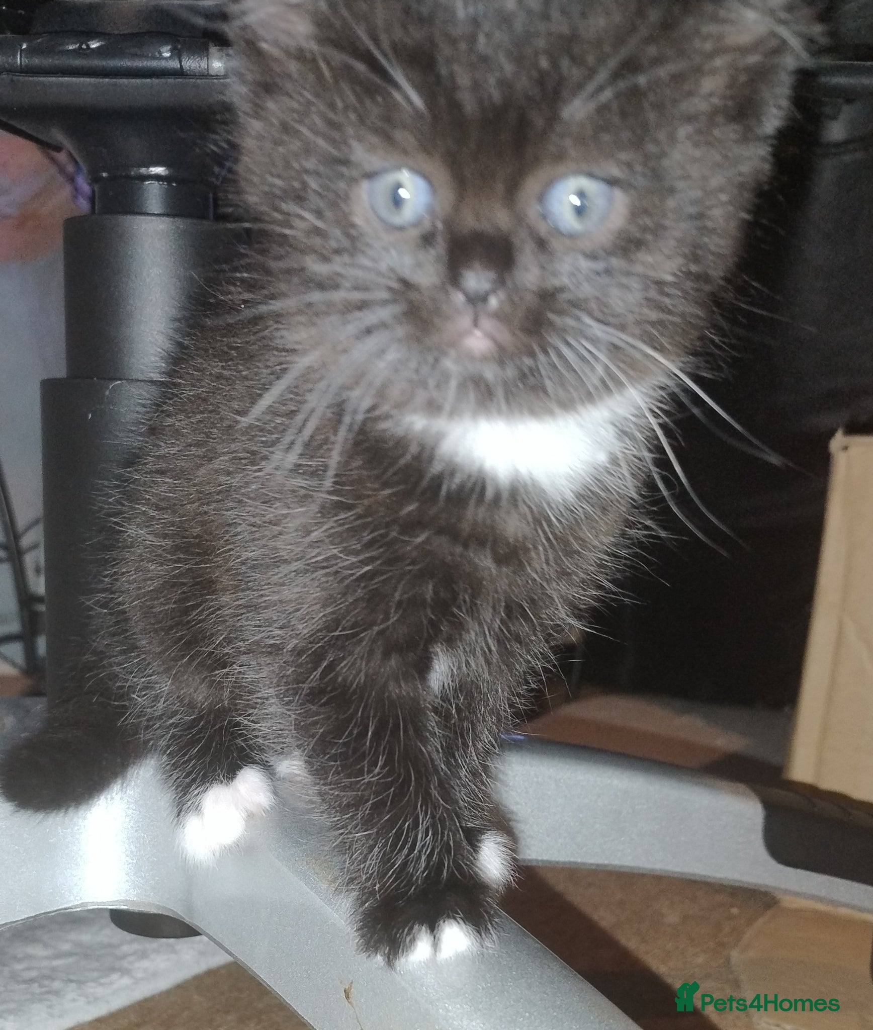 Mixed Breed cats Affectionate, and socialised miniature kittens - Advert 1