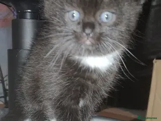 Mixed Breed cats Affectionate, and socialised miniature kittens - Advert 1