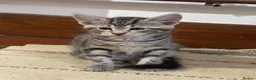 Ragdoll cats for sale: Lovely Kittens - Advert 18