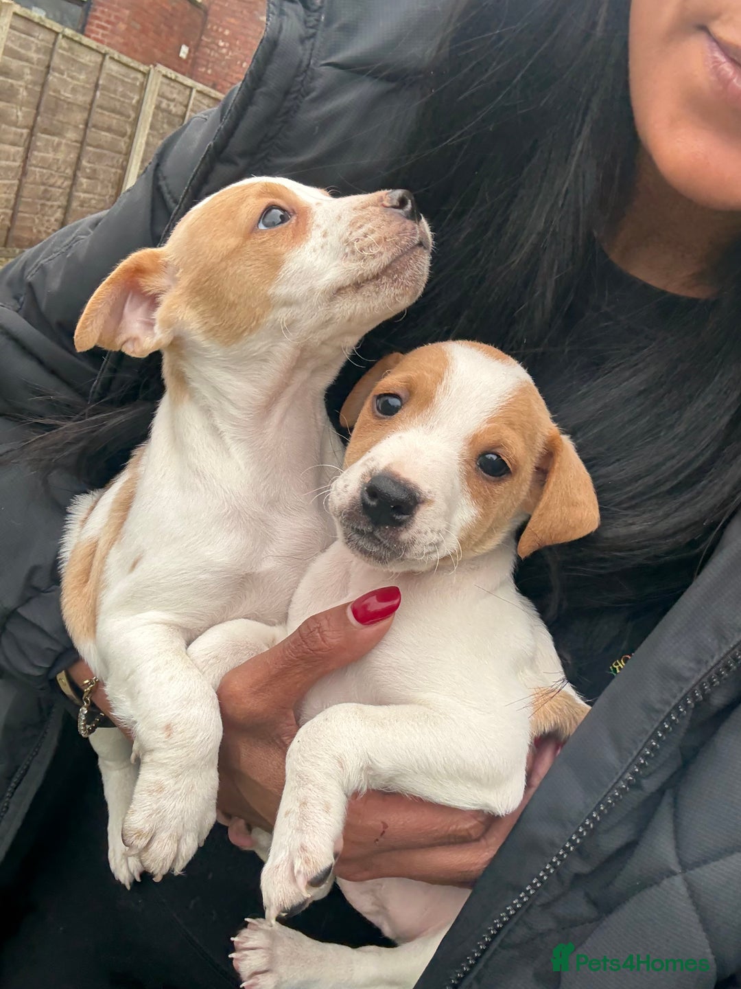 Jack Russell dogs for sale: Jack Russell  - Advert 6