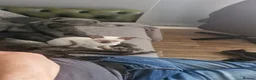 Siamese cats for sale: Exceptional pedigree gccf siamese kittens - Advert 2
