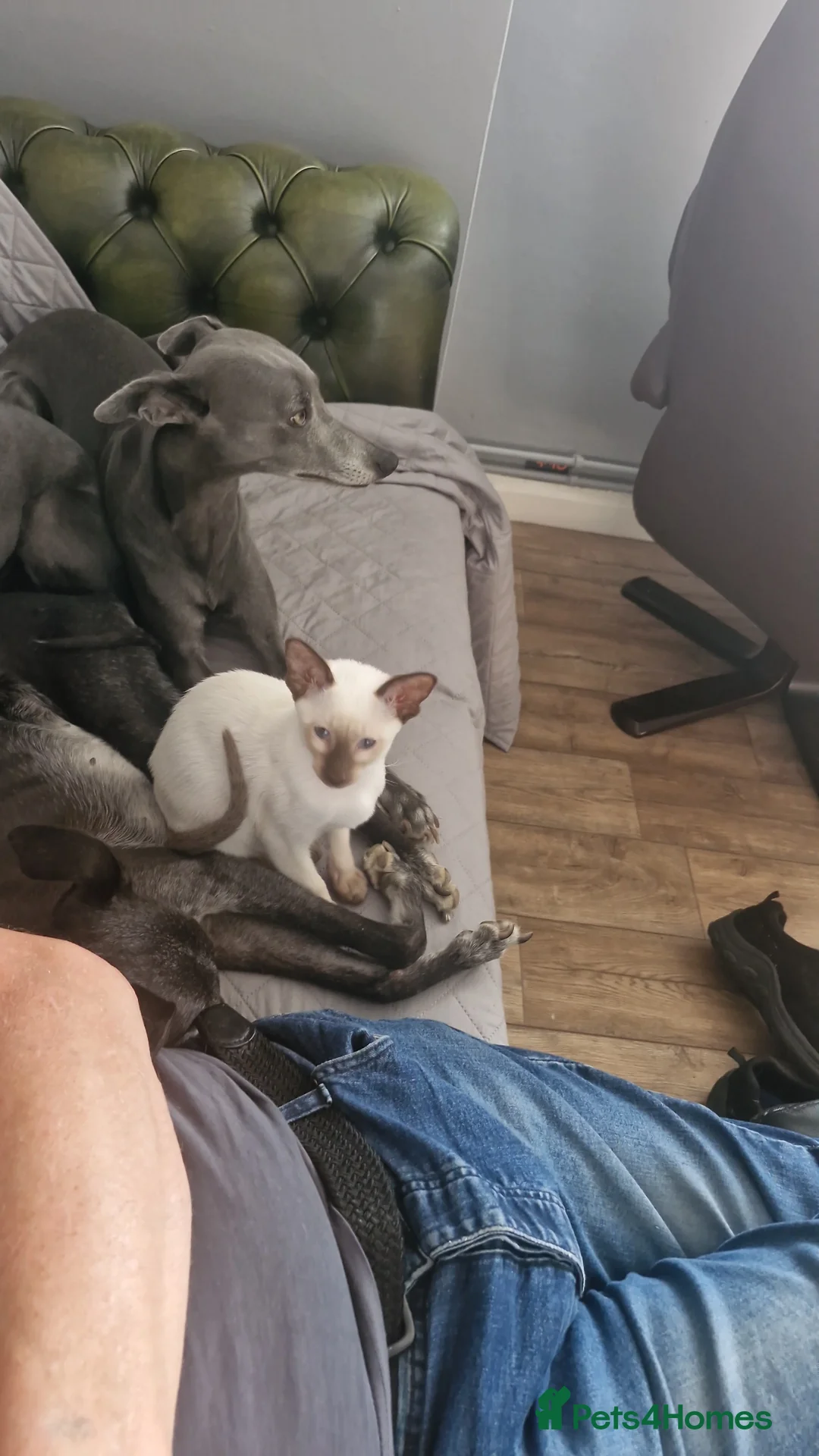 Siamese cats for sale: Exceptional pedigree gccf siamese kittens - Advert 2