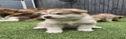 Alaskan Malamute dogs for sale: 1 Remaining Beautiful Alaskan Malamute Puppy - Advert 28