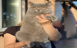 British Longhair cats for sale: Gorgeous GCCF long-haired British girl  - Image 24