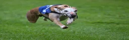 Whippet dogs for sale: KC Registered Small Whippet Puppies  - Advert 31