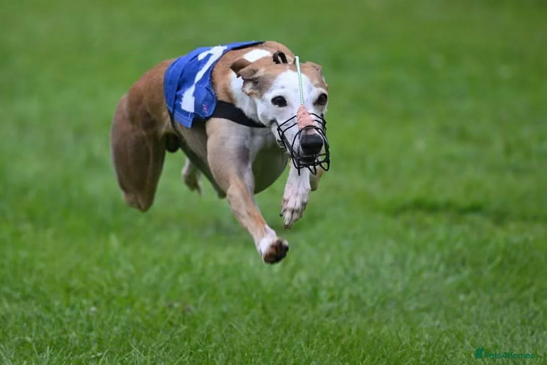 Whippet dogs for sale: KC Registered Small Whippet Puppies  - Advert 31