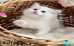 Ragdoll cats for sale: 🐾🩷*TICA REG* LYNX TABBY EU RAGDOLL KITTENS🩵🐾 - Image 11