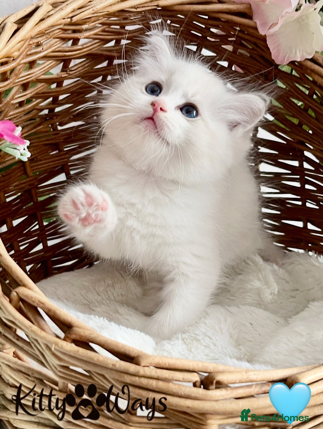 Ragdoll cats for sale: 🐾🩷*TICA REG* LYNX TABBY EU RAGDOLL KITTENS🩵🐾 - Image 11