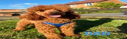 Miniature Poodle dogs for sale: Stunning miniature poodle  in Rochdale - Advert 5