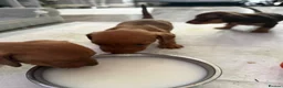 Miniature Dachshund dogs for sale: 3 beautiful little boys looking for new homes - Advert 14
