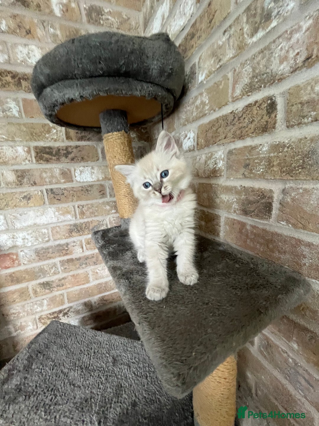 Ragdoll cats for sale: One female Ragdoll left  in Cambridge - Image 12