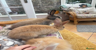 Mini Lop rabbits - Advert 1