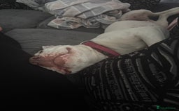 American Bulldog dogs for stud: Lovely amazing dog - Image 3