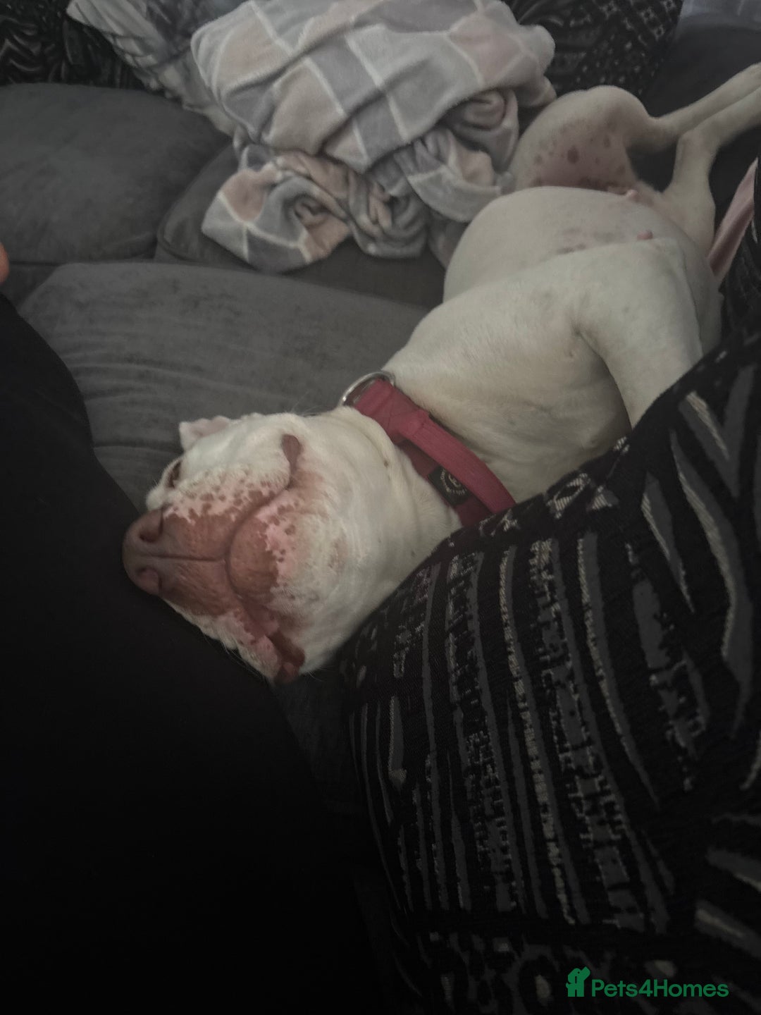 American Bulldog dogs for stud: Lovely amazing dog - Image 3