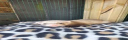 Ferret rodents for sale: 6 beautiful kits ready for new homes in Newport - Advert 6