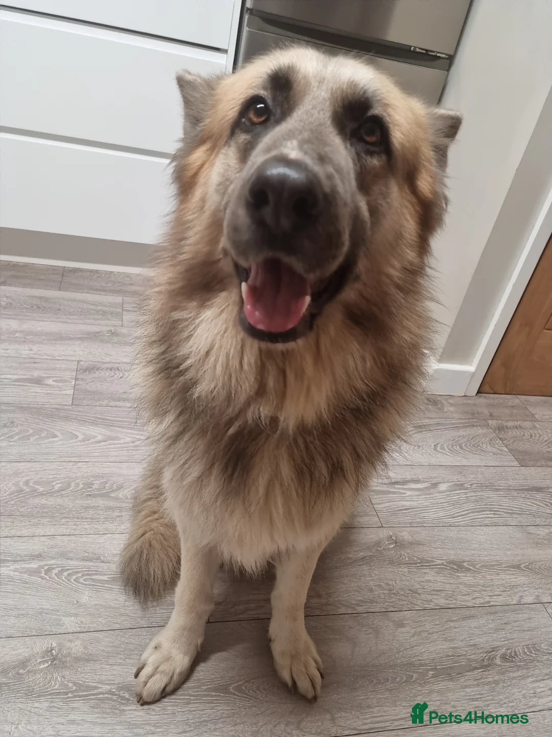 German Shepherd dogs for sale: KC Registered German Shepherd Puppies 🐾  - Advert 13