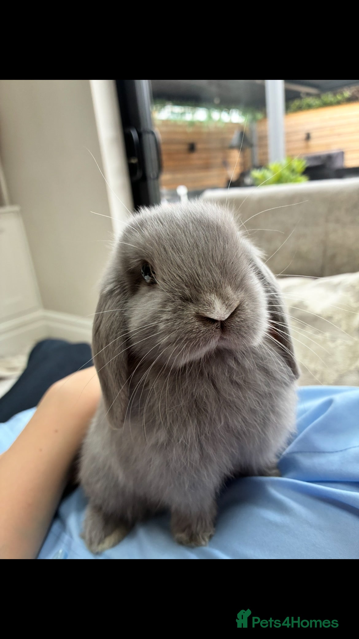 Mini Lop rabbits Baby lop rabbits - Advert 3