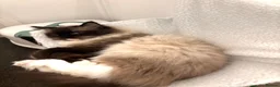 Ragdoll cats for sale: Ragdoll male 4.5 years old  - Advert 7