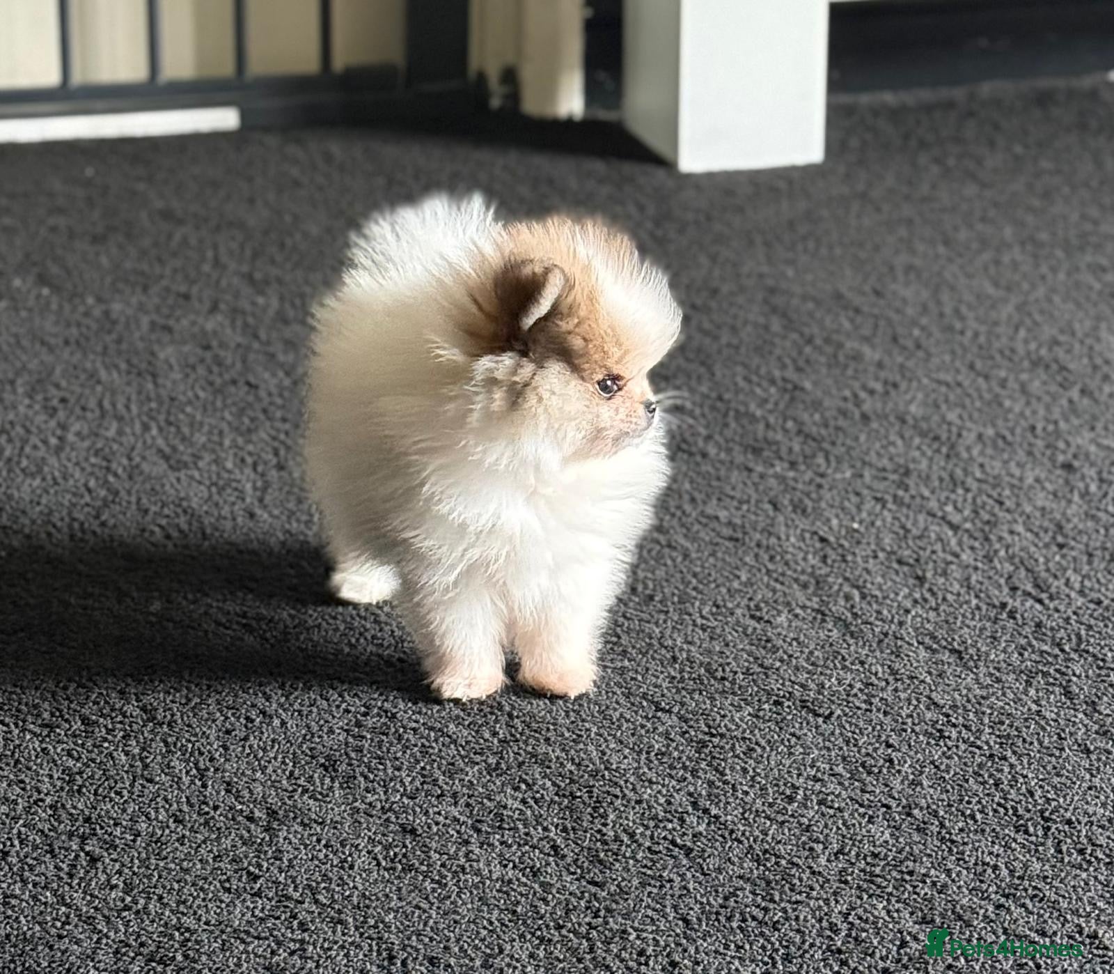 Pomeranian dogs Stunning Male Pomeranians - Advert 7