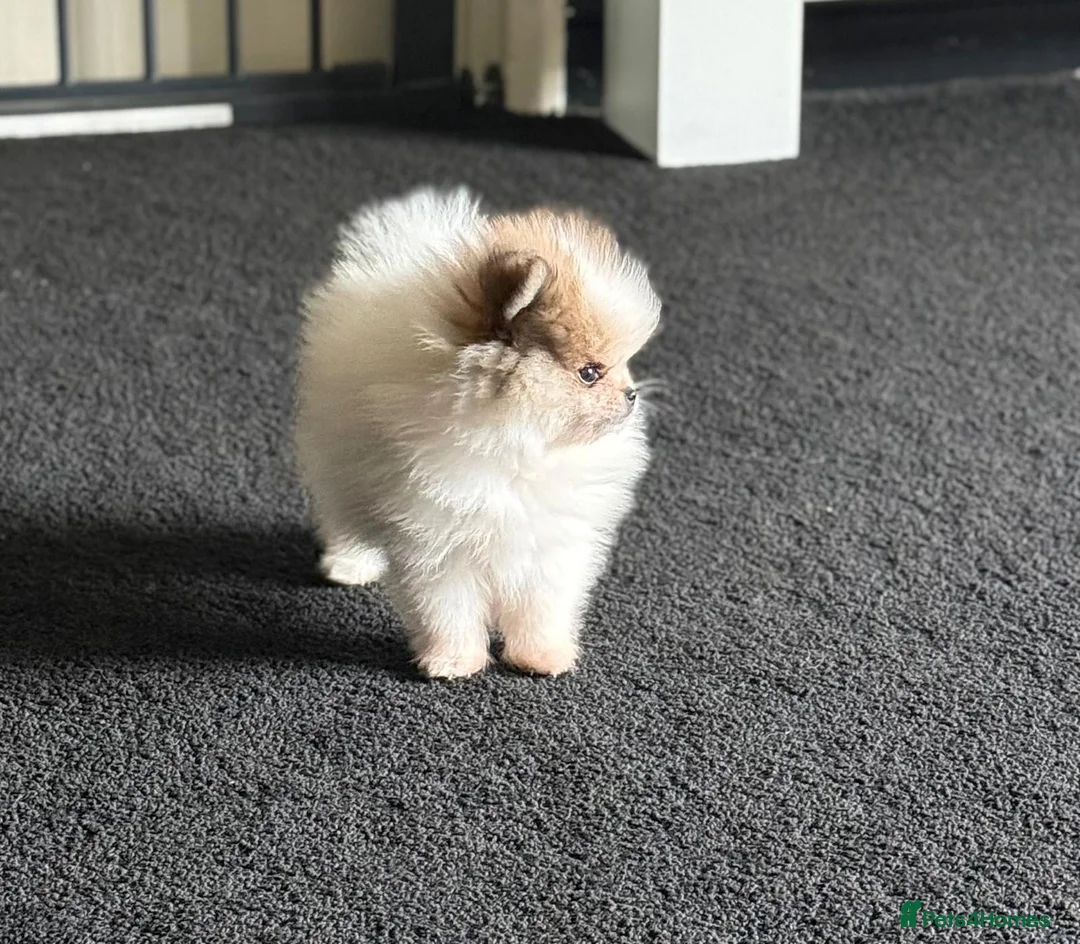 Pomeranian dogs for sale: Last boy remaining  - Advert 1