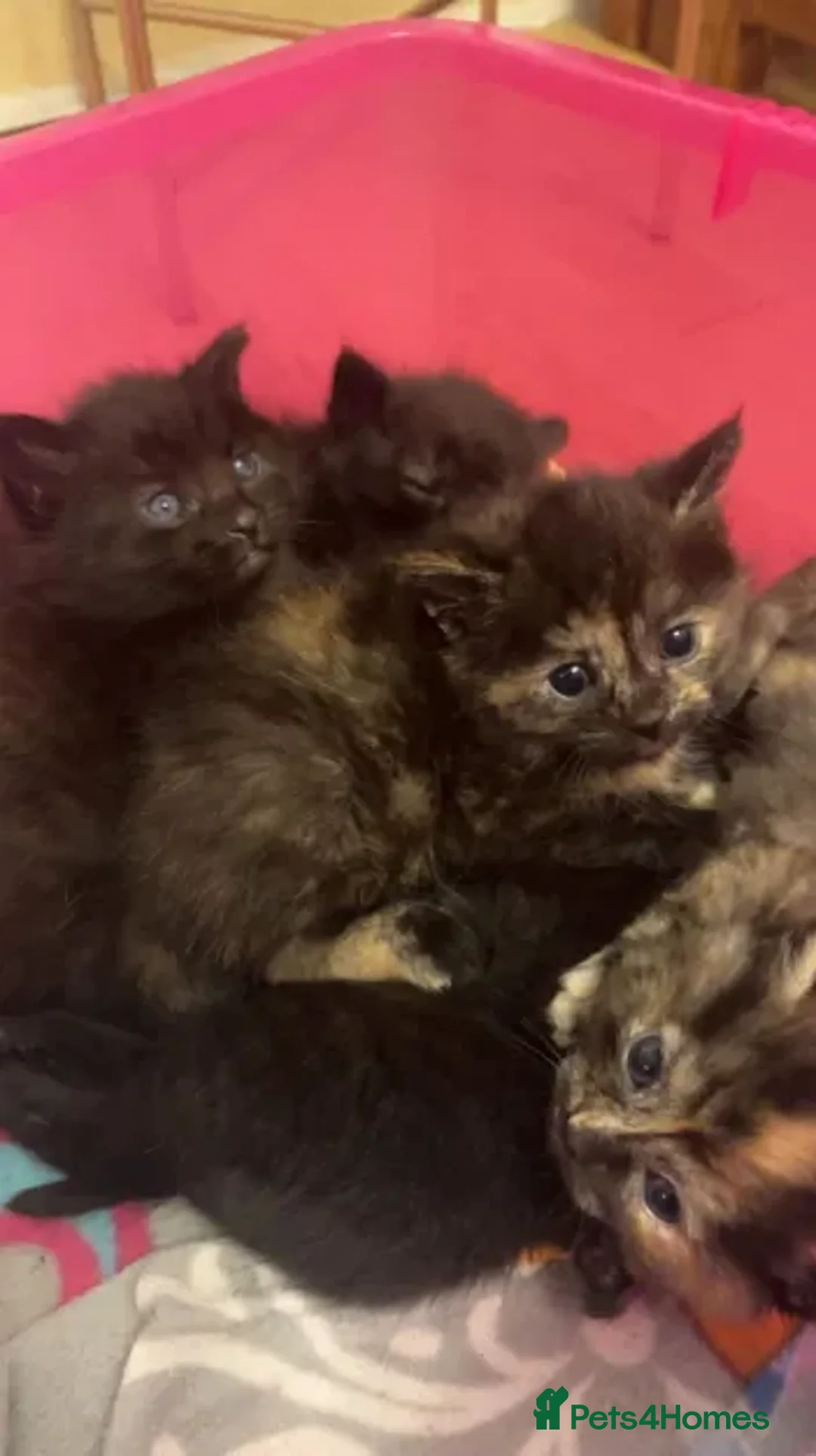 Ragdoll cats for sale: Beautiful Black and Ginger Ragdoll Kittens - Advert 1