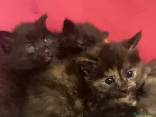 Ragdoll cats Beautiful Black and Ginger Ragdoll Kittens - Advert 1