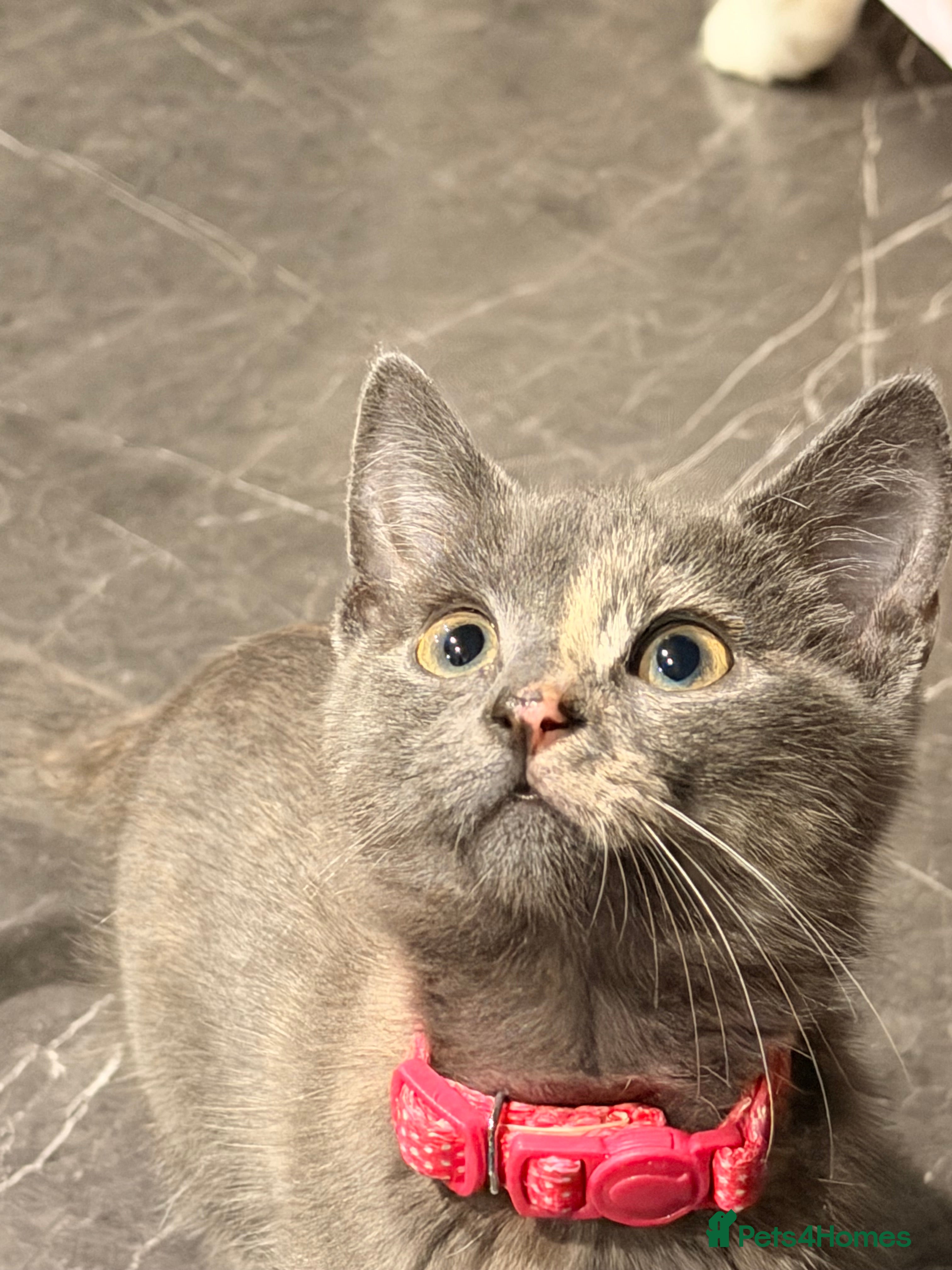 Mixed Breed cats CUTE GREY KITTEN FOR SALE !!  in Oldbury - Advert 1