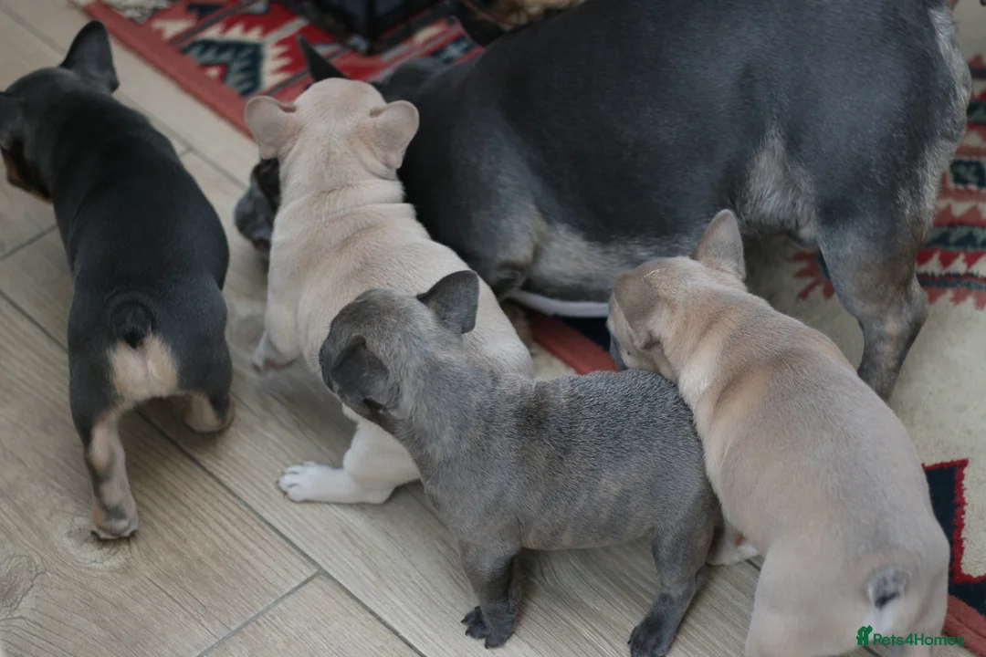 French Bulldog dogs for sale: French Bulldog Puppy – Last One Available - Advert 4