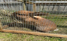 Californian rabbits for sale: 2 Female Californian Rabbits. - Image 5