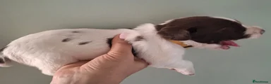 English Springer Spaniel 3