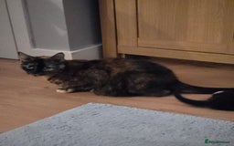 Mixed Breed cats for sale: Black and white female kitten  - Image 4