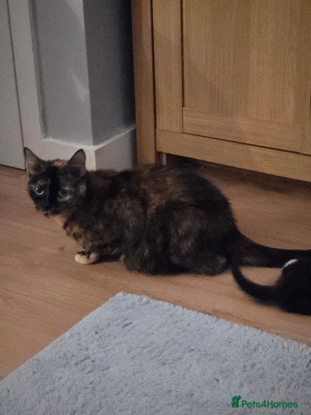 Mixed Breed cats for sale: Black and white female kitten  - Image 4
