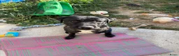 Mixed Breed dogs for sale: Dog for sale  in Whitstable - Advert 1