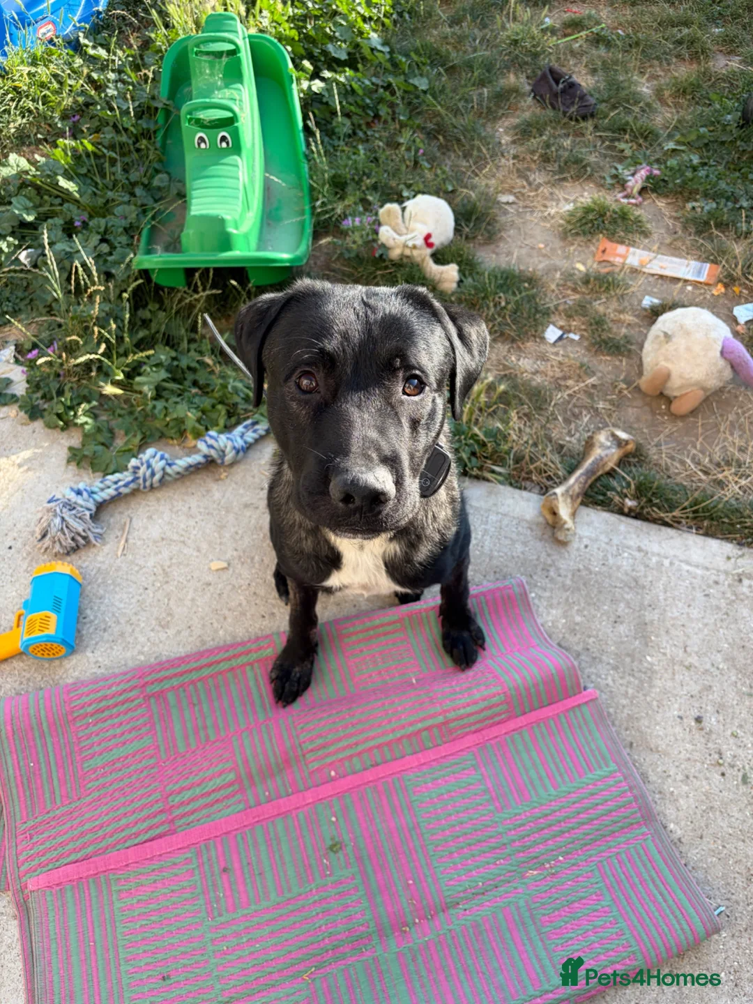 Mixed Breed dogs for sale: Dog for sale  in Whitstable - Advert 1