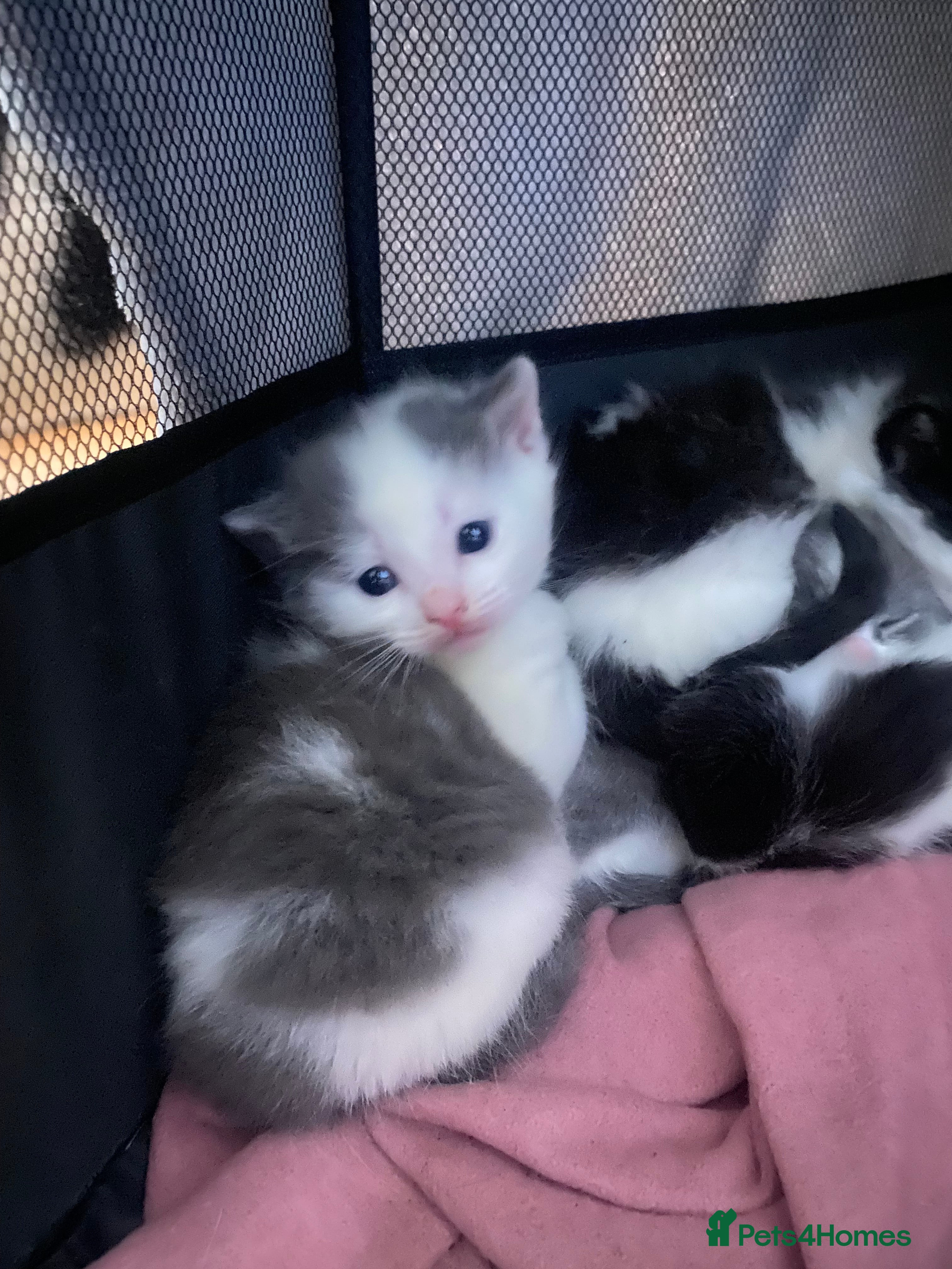 Mixed Breed cats Beautiful fluffy kittens- 2 left  - Advert 15